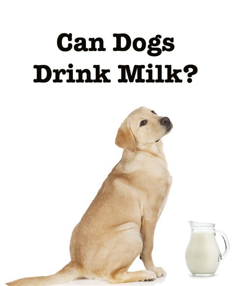 can dogs drink lactaid milk